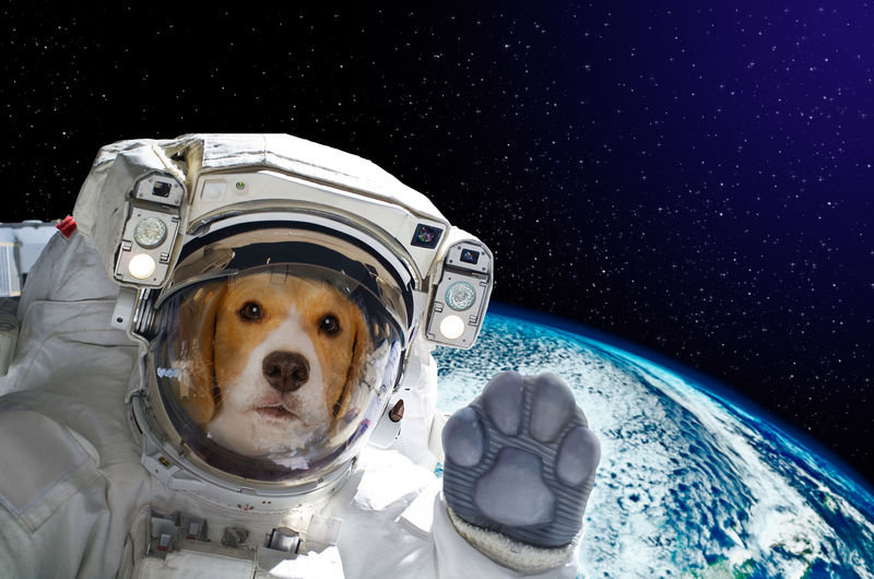 地球背景下太空狗宇航员的肖像