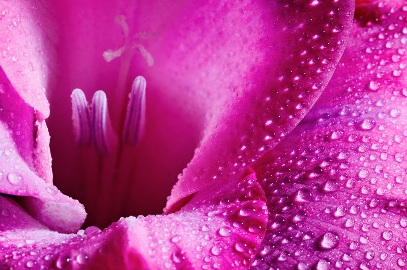 用水滴特写粉红花朵