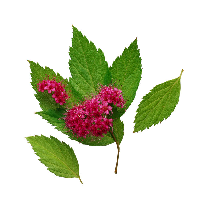 绣线菊属灌木的分枝-白色背景上有绒毛状的粉红色花