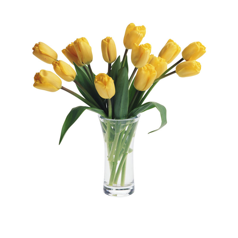 白底玻璃花瓶中的一束黄色郁金香