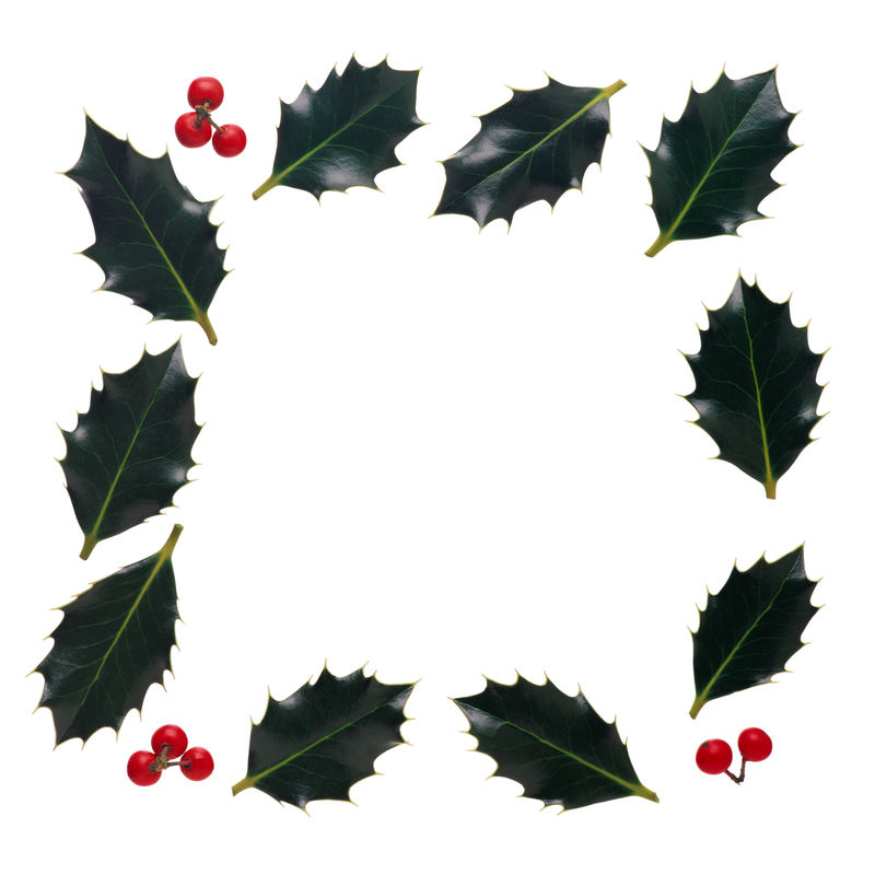 槲寄生图标-圣诞冬青浆果图标-平面设计-在白色背景上