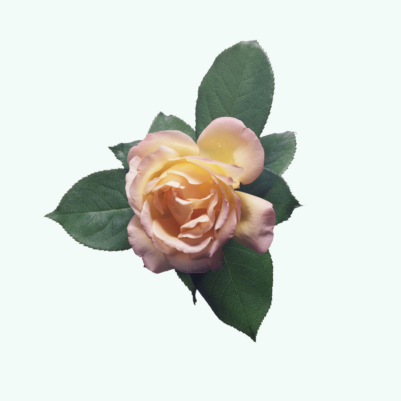 玫瑰/花单-三文鱼淡色-背景独立白色-文本复制空间