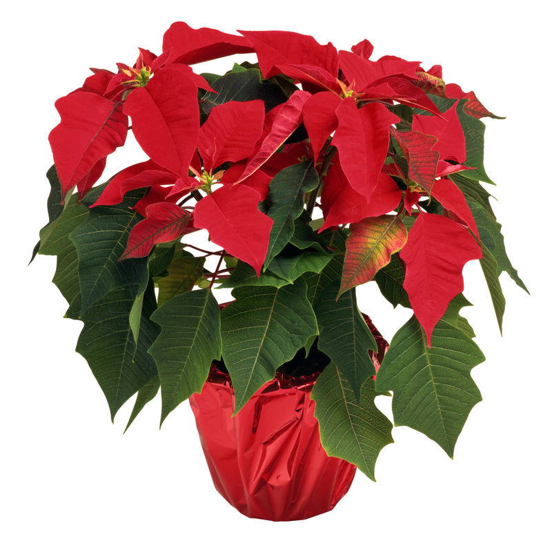 一品红是一种传统的圣诞花-它在一些国家被称为伯利恒之星-白底隔离-包括剪切路径