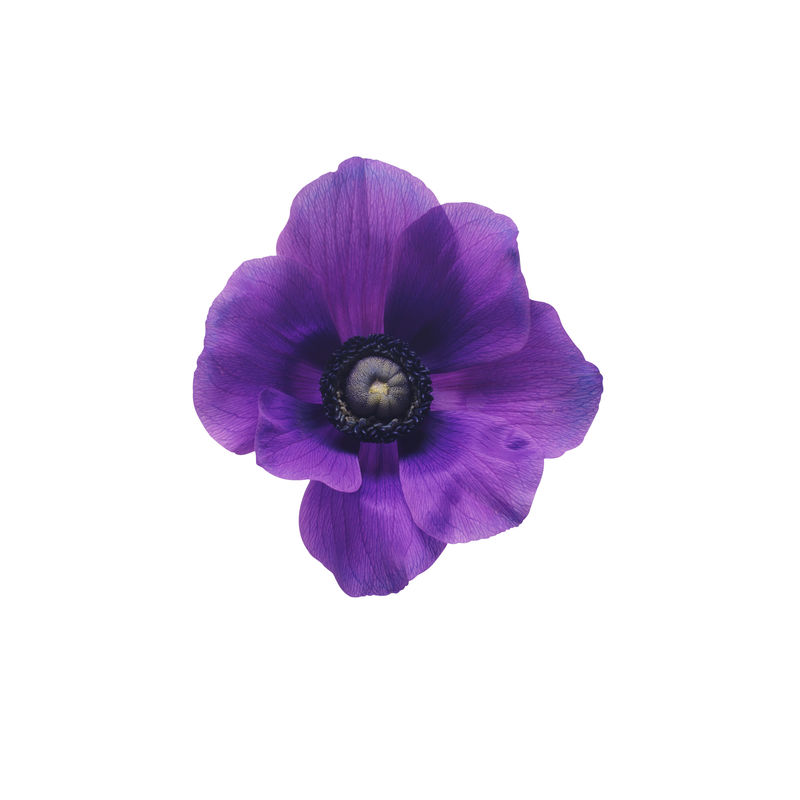 白底紫花