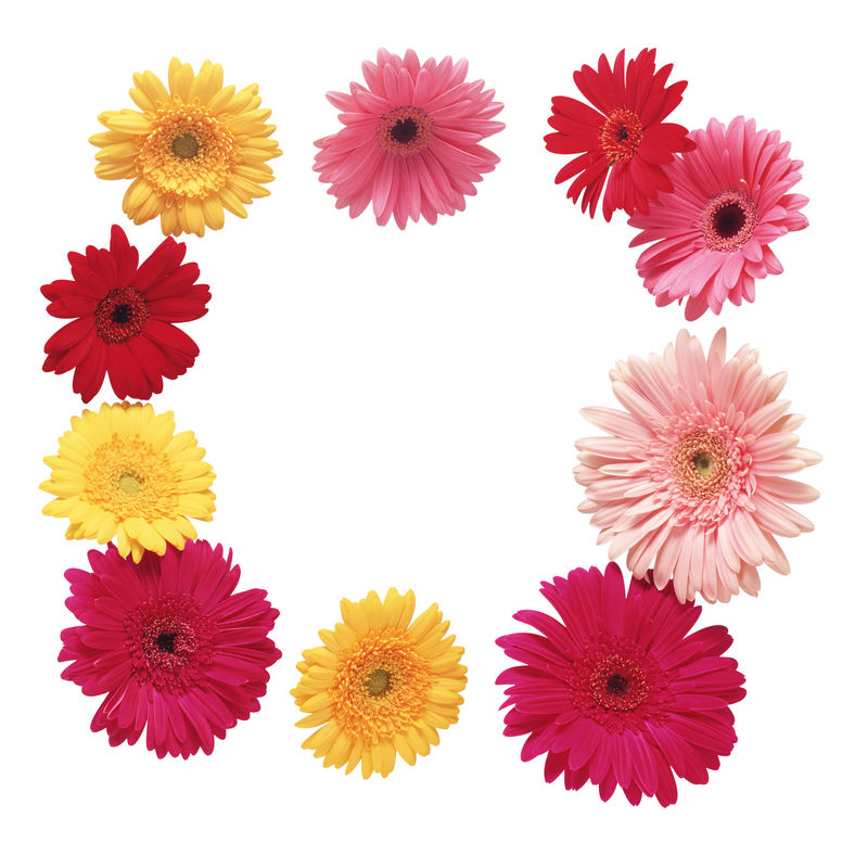 用色彩鲜艳的夏季花朵装框-自然框架