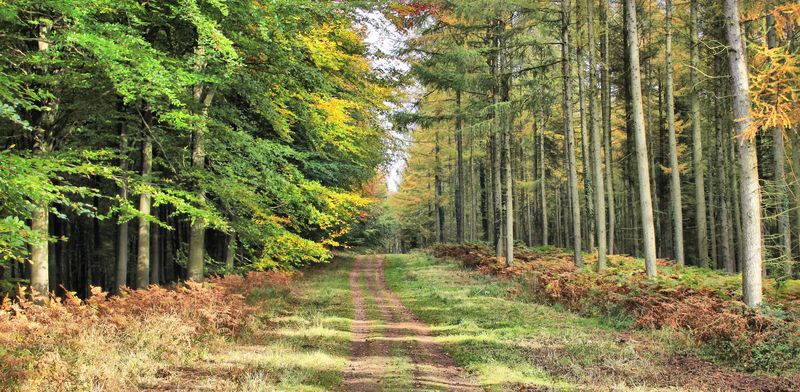 美丽的初秋森林中的小路