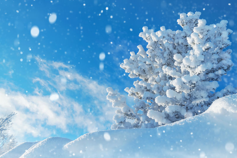 冬天的风景白雪皑皑的松树天空中有云
