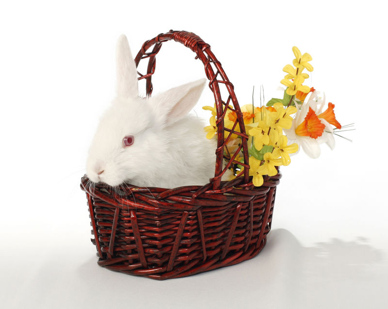 复活节兔子-篮子里的白化病兔子