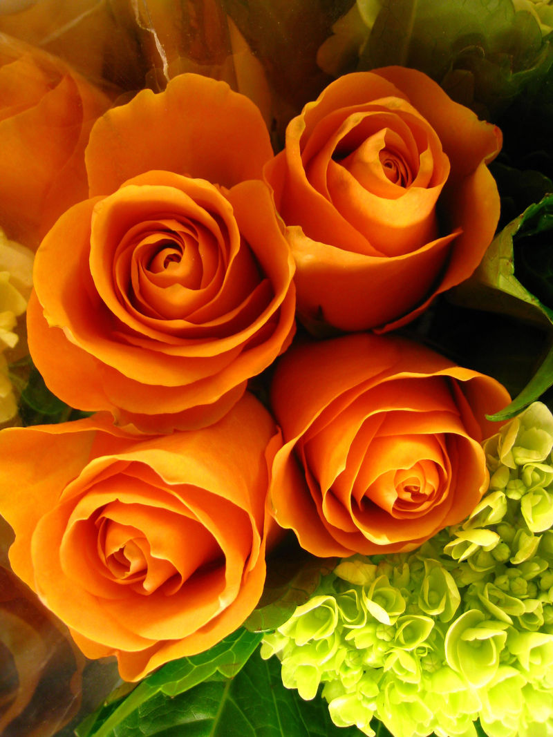 橙色的玫瑰排列成一个边界