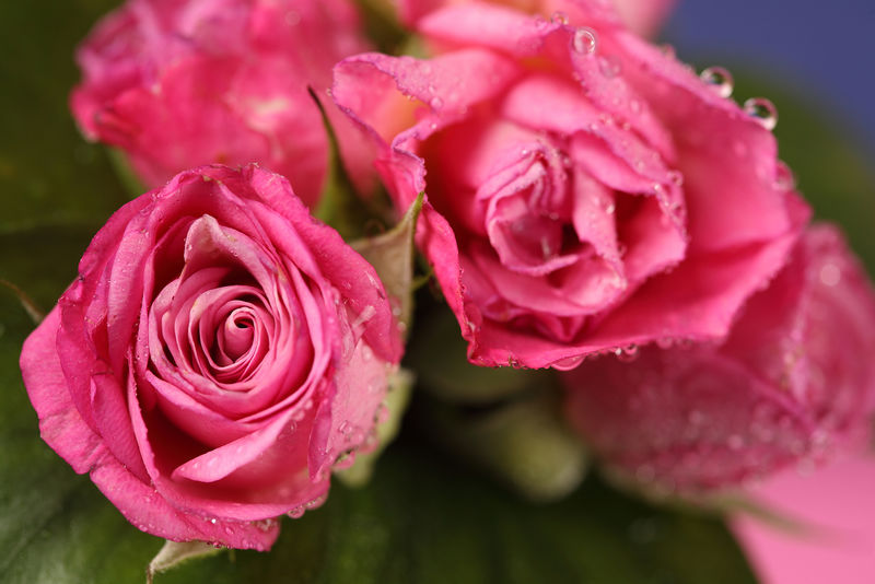顶视图彩色粉红玫瑰-背景为水滴