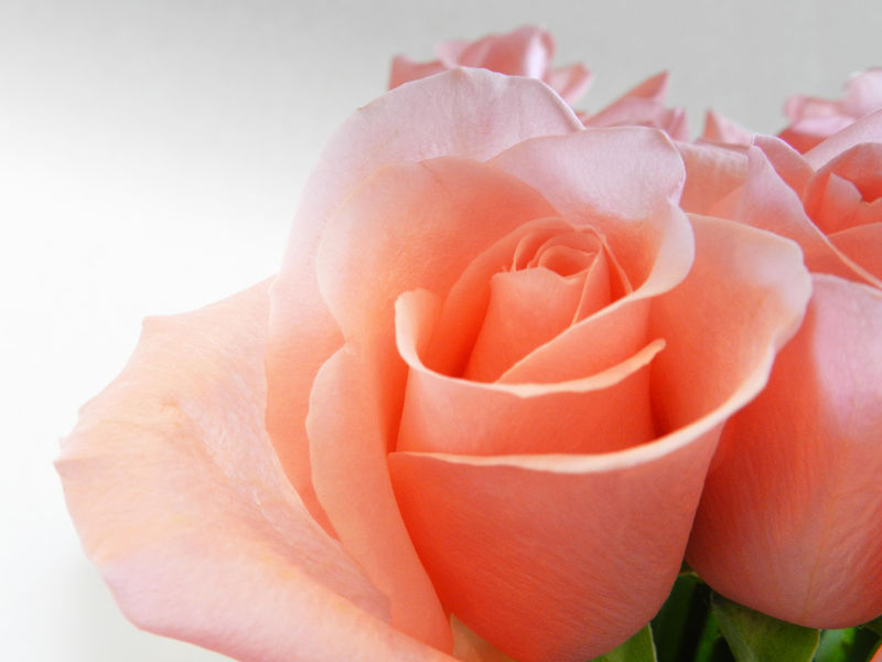 情人节特写美丽的玫瑰