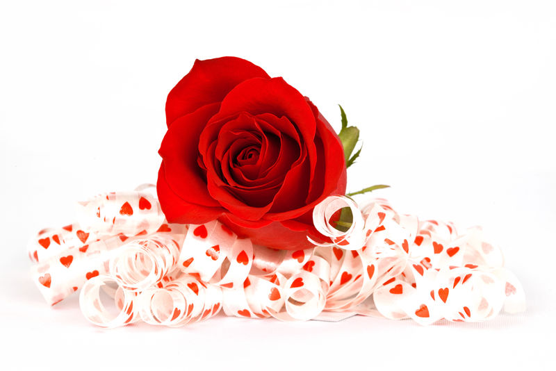 红玫瑰与白色背景隔离的装饰性礼品丝带