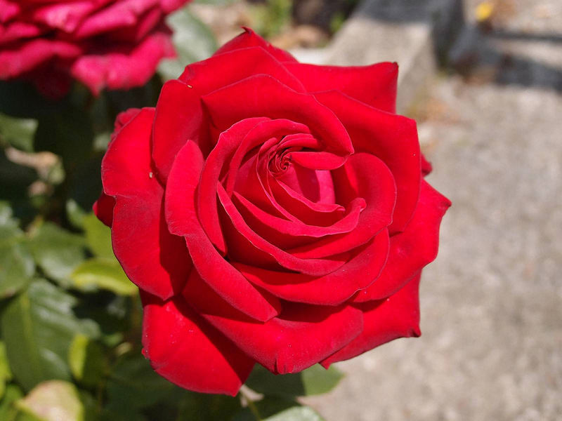 红玫瑰之美