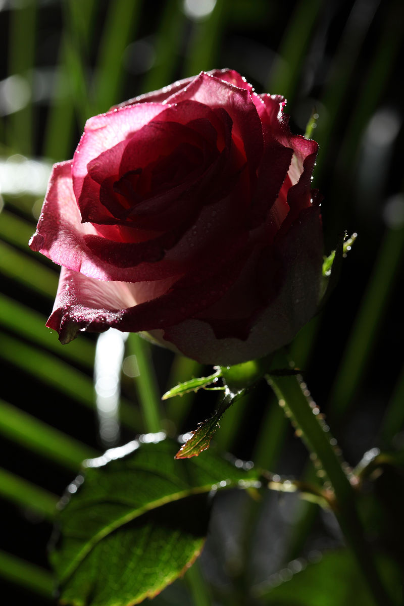 白天的红玫瑰