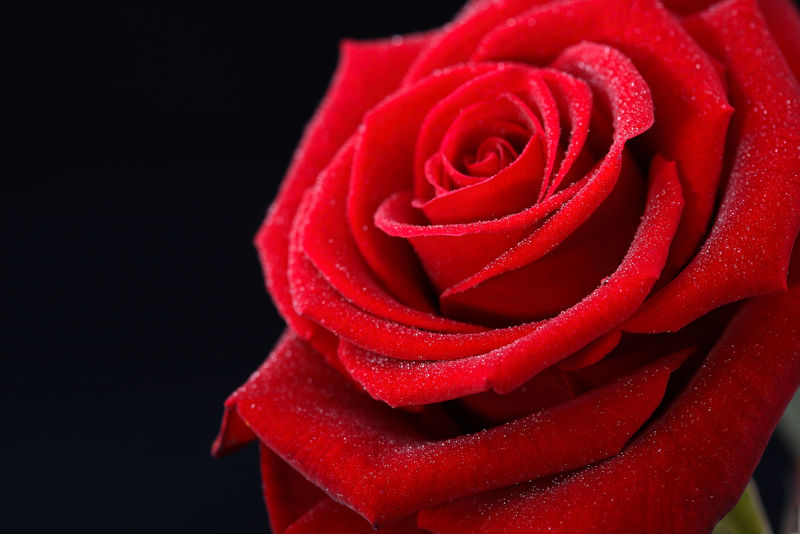 红色玫瑰-花瓣上有露珠-黑色背景特写