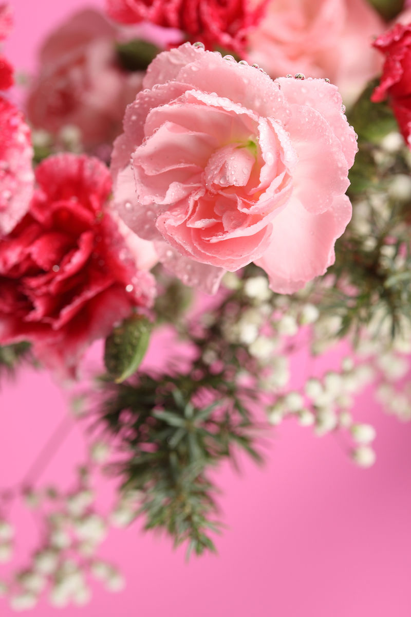 甜美的粉红色花朵-Arzelaa灌木-平地上清新美丽的花朵