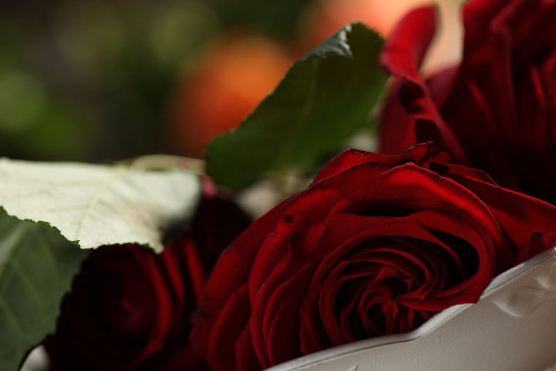 红玫瑰浪漫黑底色