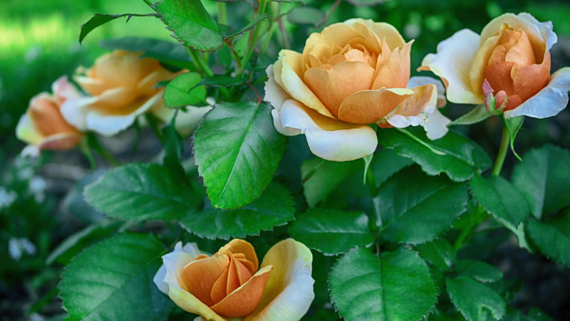 英国玫瑰金色庆典-深黄色花玫瑰