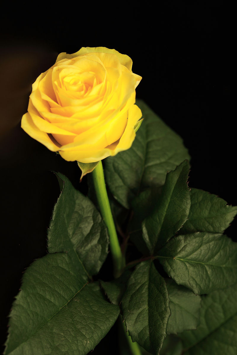 迷人的带露水的黄色玫瑰