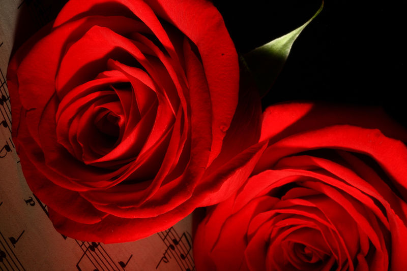 玫瑰-一种植物-有美丽的大而芳香的花和茎-通常覆盖有刺-它们是爱美战争和政治的象征