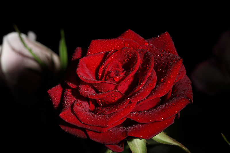 美丽的亮红色玫瑰-在黑色背景上有水滴
