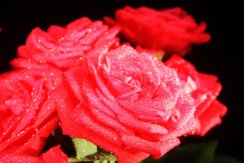 花期粉红玫瑰-背景为灰色-叶上收集到水滴（Palmerston North-新西兰-4月15日19日）