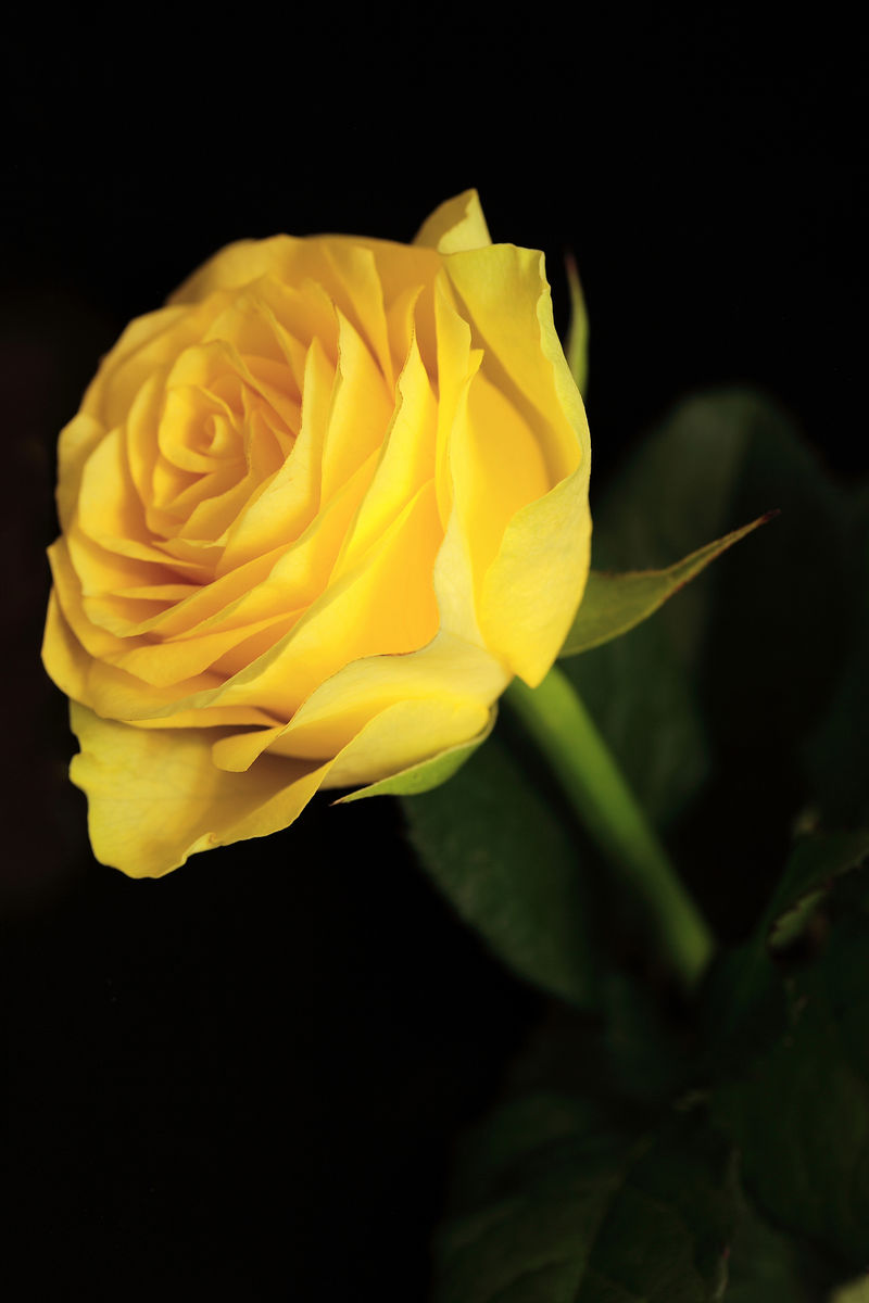 黄色玫瑰特写-黑色背景