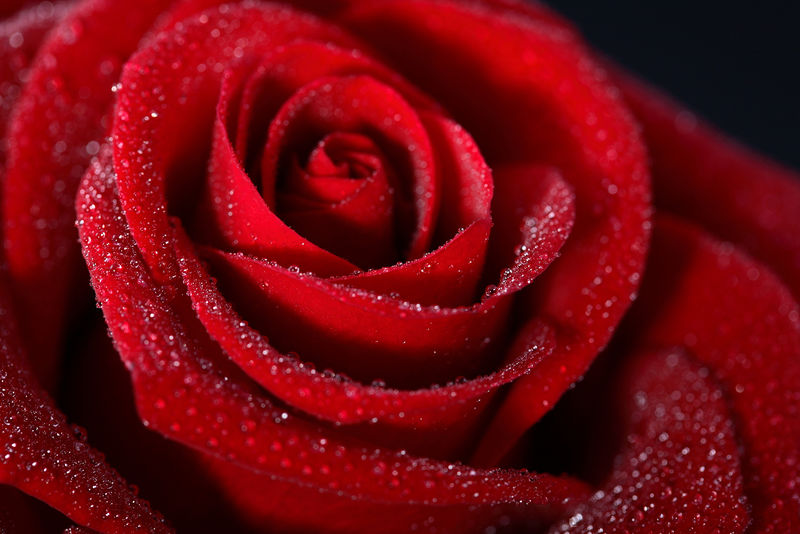 美丽的红玫瑰和小露珠-特写镜头