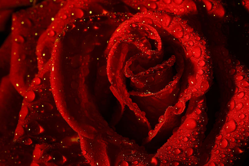 带有水滴的暗红色玫瑰的宏观图像