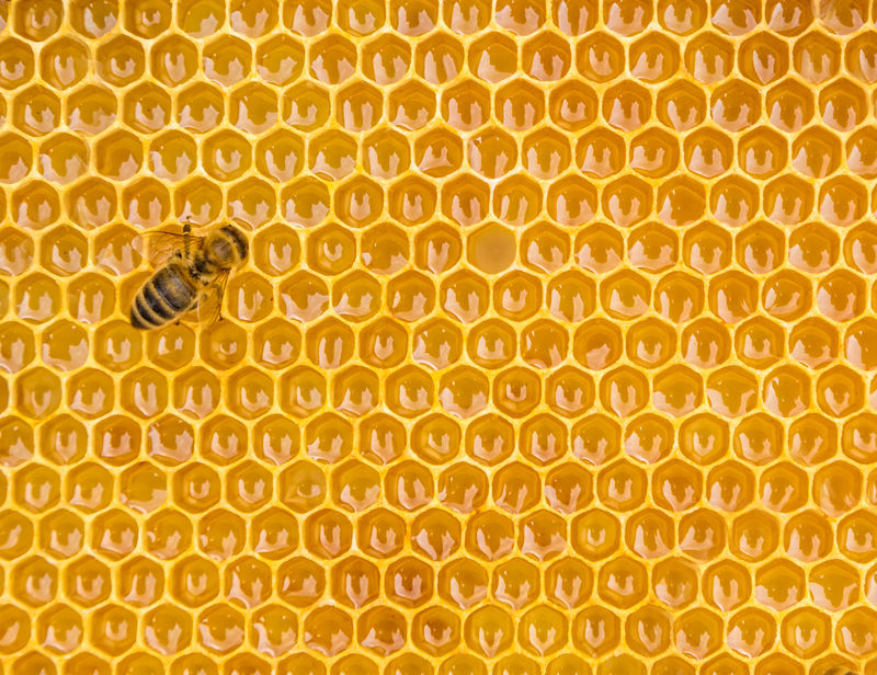 蜜蜂细胞上工作蜜蜂的特写
