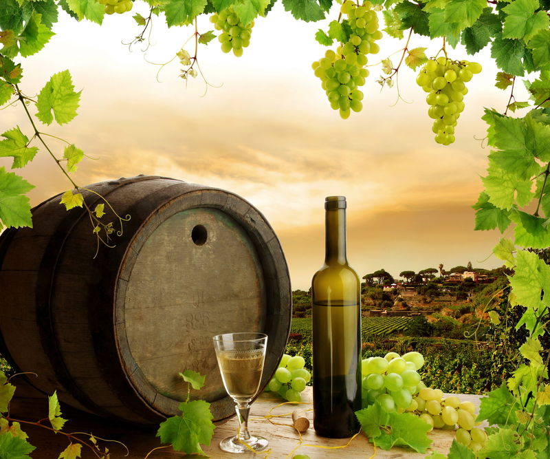 葡萄园中的葡萄酒葡萄和葡萄藤成分