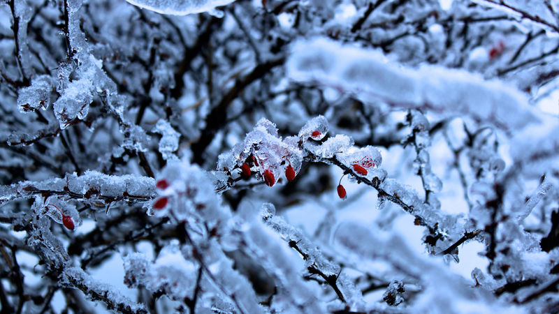 树枝上的冰冻红浆果