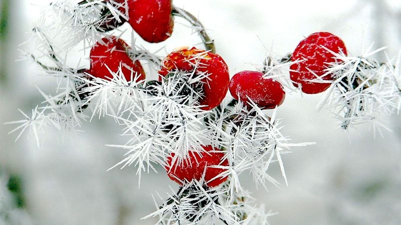 在寒冷的冬日-一束罗兰树上结着白霜