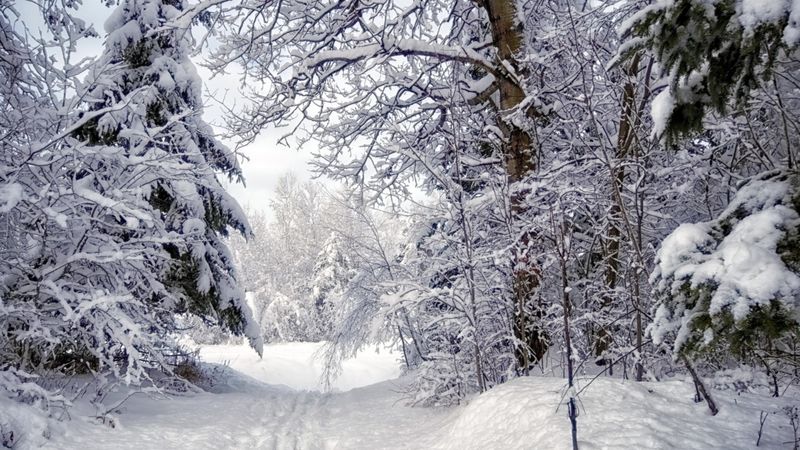 在霜冻的晴天-被雪覆盖的树