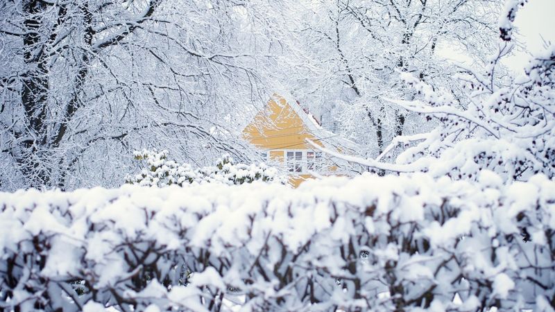 冬天的自然和雪树