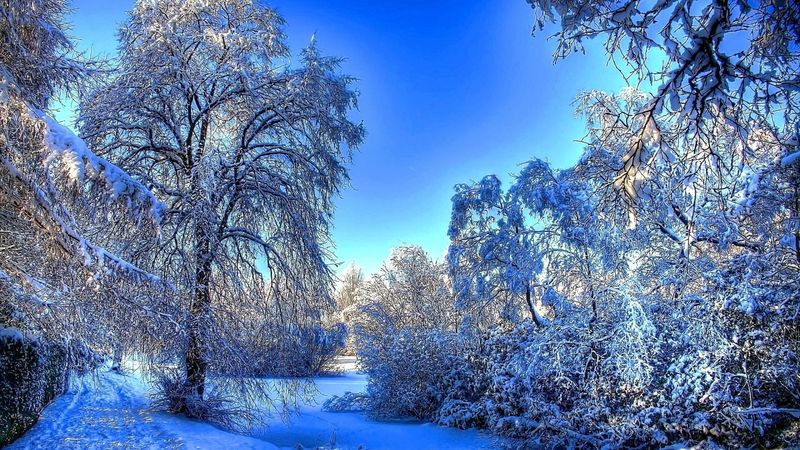 冬季白霜雪天的干燥树木和植物