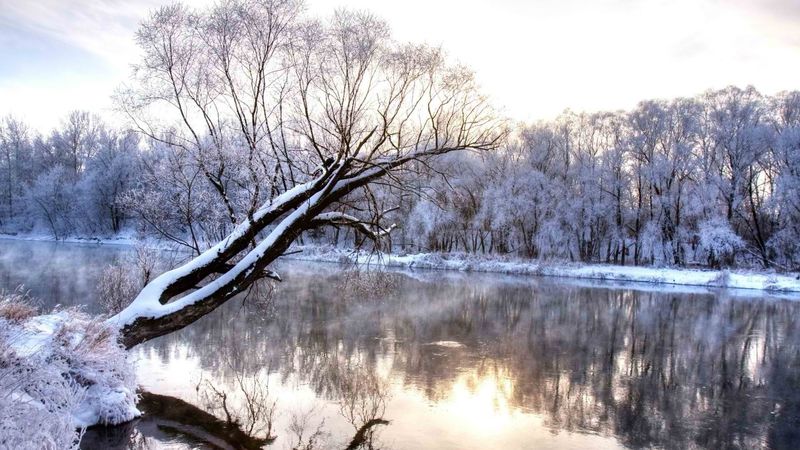 冬河一树独立