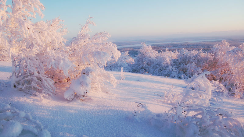 霜冻中的树