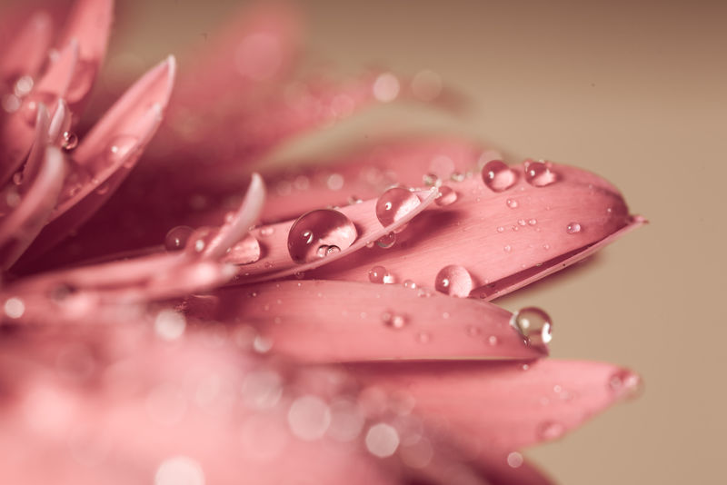 水珠落在粉红的花朵上-非常近