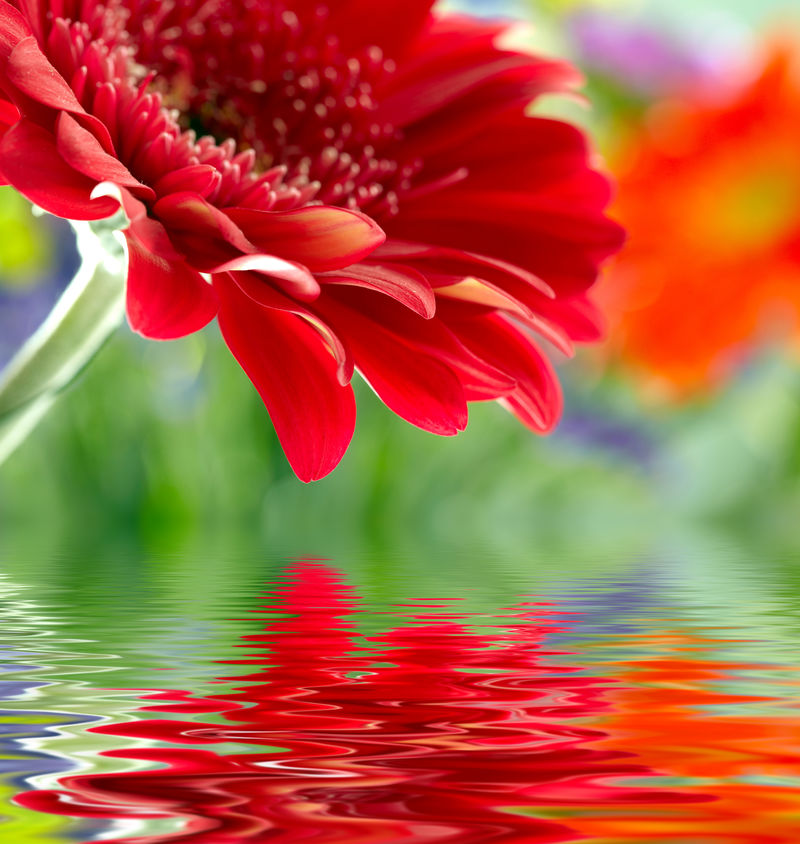 在水中反射的红色雏菊