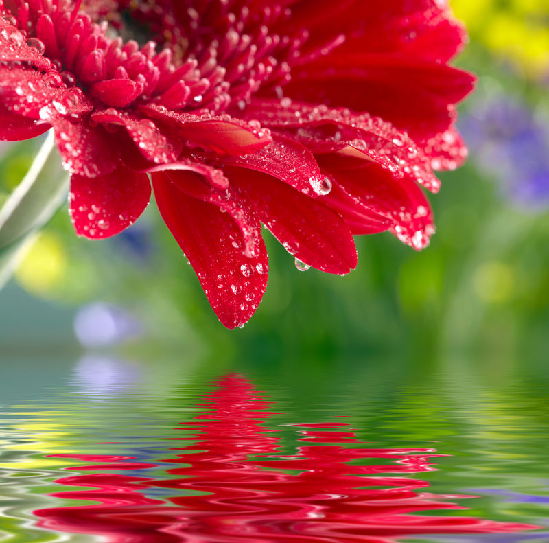 在水中反射的红色雏菊
