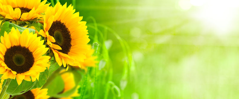 大自然与能源——向日葵的绿色背景