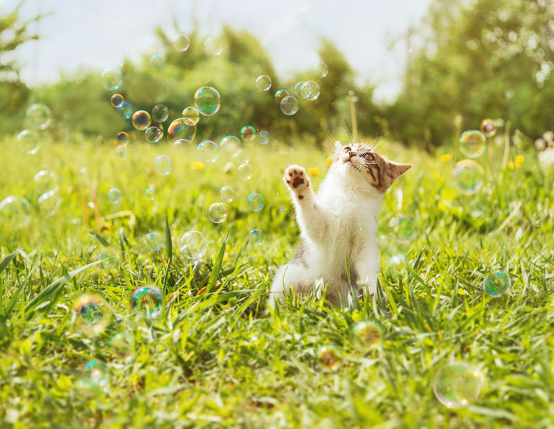 可爱的小猫在夏日草地上玩肥皂泡-具有阳光效果的图像