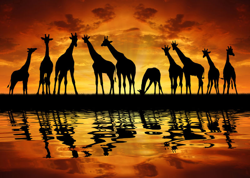 夕阳中的长颈鹿群