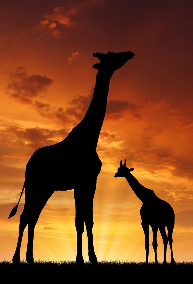 落日中的两只长颈鹿