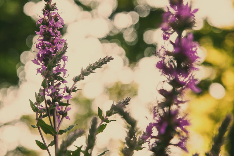 特写自然春天的背景-紫堇（延胡索）花在自然界-选择性聚焦-博克