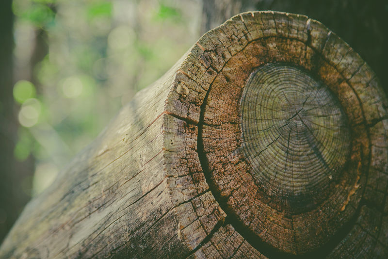 有年轮的锯木树干的纹理