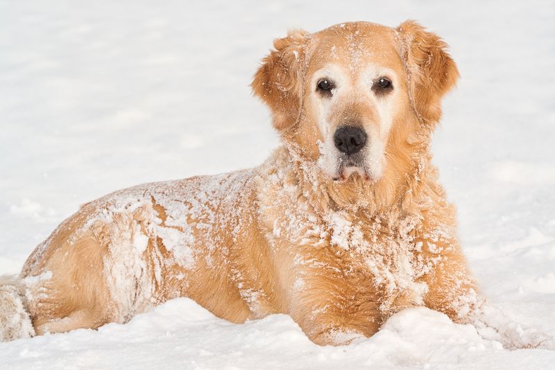 冬季狗肖像
