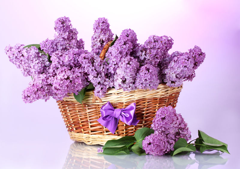 紫底花篮中美丽的丁香花