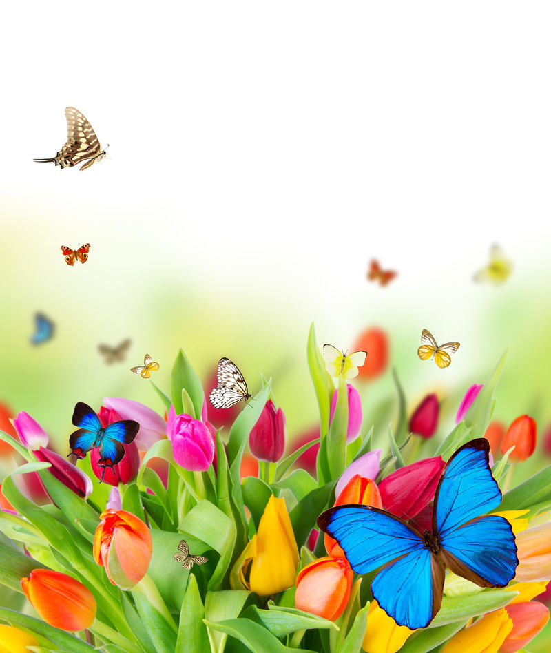 春天美丽的蝴蝶花
